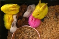 Dyed Bunnies