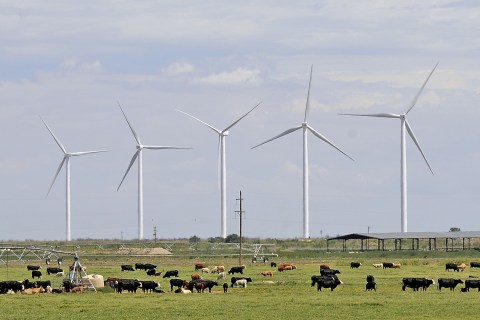 The Wildcat Wind farm