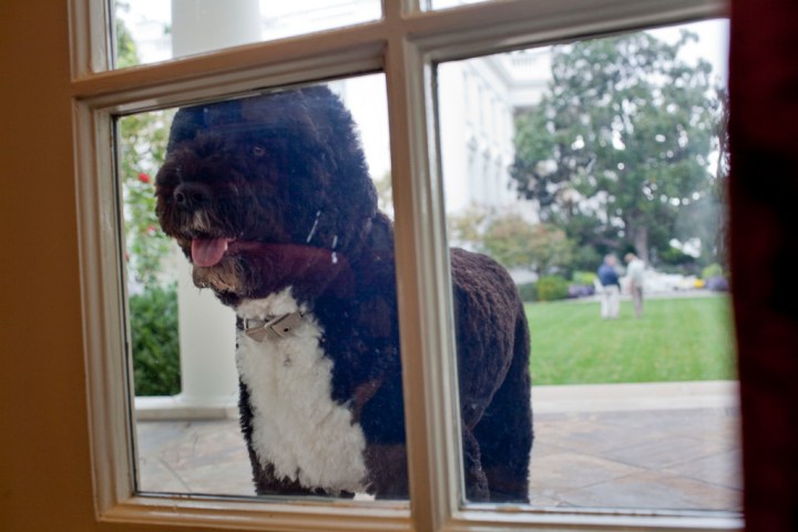 Bo Peers into the Oval Office
