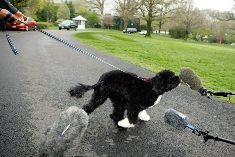 The White House Debuts The Obamas' New Dog Bo, A Portuguese Water Dog