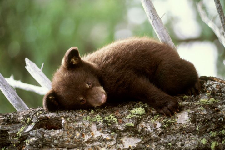 Making It Legal To Touch Bear Cubs And Other Unusual State Bills Time Com