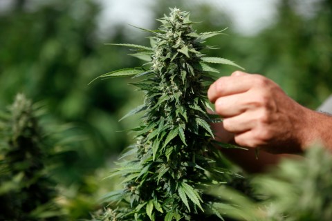A worker touches a cannabis plant at a growing facility for the Tikun Olam company near the city of Safed, Aug. 22, 2010. 