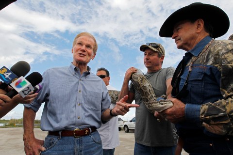 U.S. Sen. Nelson speaks to reporters as a previously caught live Burmese python is held by Wildlife Commissioner Bergeron before Nelson took part in a hunt for pythons during a state-sponsored snake hunt, near in the Everglades