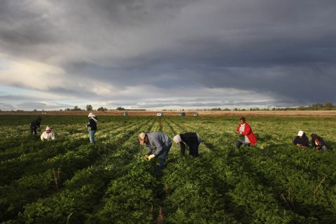Colorado Farm Suffers As Immigrant Workforce Diminishes