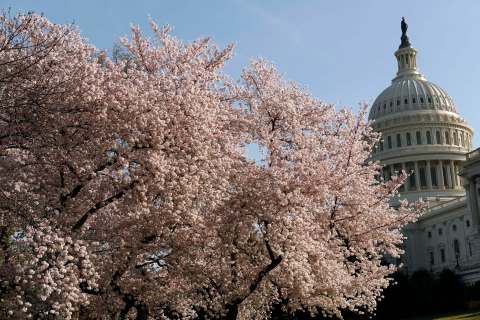 Cherry trees are in full bloom in front of the U.S. Capitol in Washington