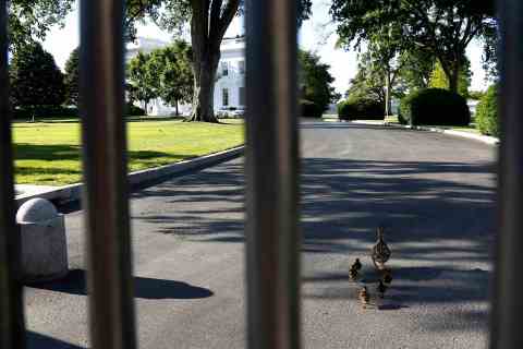 A slightly off-course mother duck leads her ducklings through the White House gates in Washington