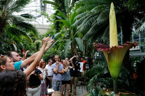 Tourists look at a titan arum after it bloomed for the first time at the U.S. Botanic Garden in Washington