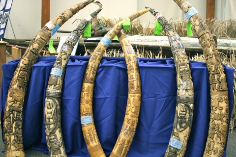 Ivory Trafficking